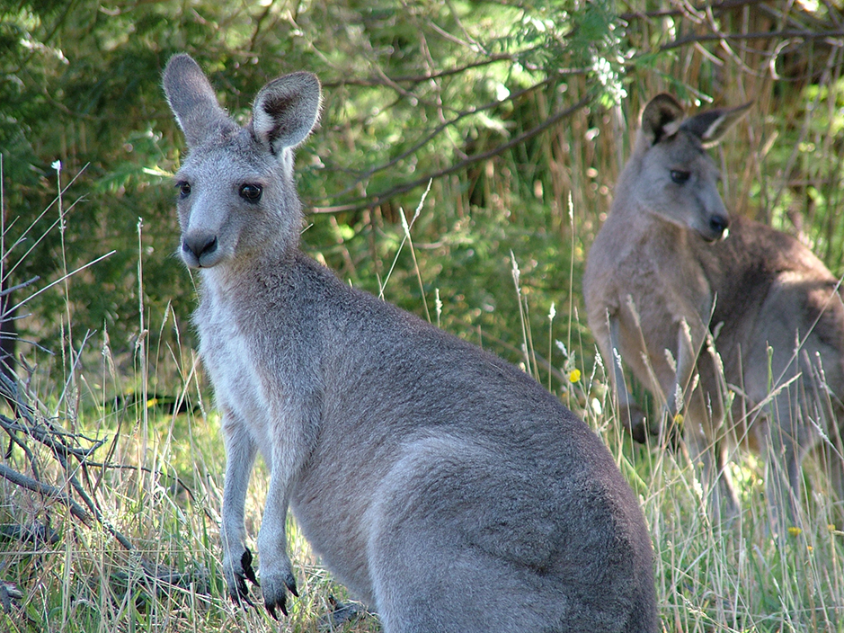 Up close to wild Eastern Grey Kangaroos at Grampians Paradise Camping and Caravan Parkland